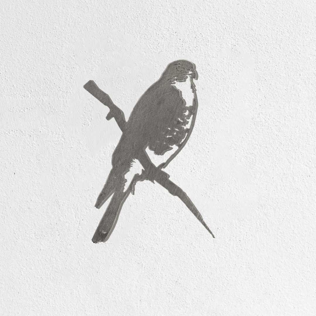 Peregrine Falcon - Second