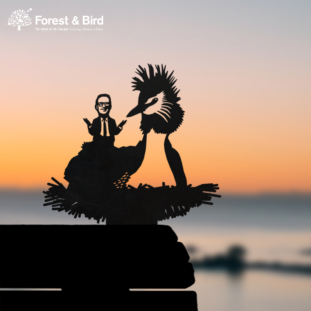 A silhouette of a person in a suit sits on Pūteketeke's Friend’s back at sunset. The Forest & Bird logo in the top left adds a premium touch to the scene.