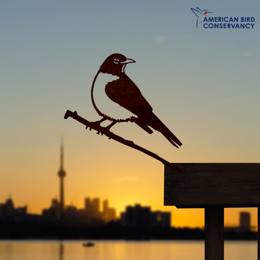 An American Robin corten steel bird silhouette perches on a ledge against a city skyline at sunset. Perfect as unique yard art or a thoughtful gift. The American Bird Conservancy logo appears in the top right corner.