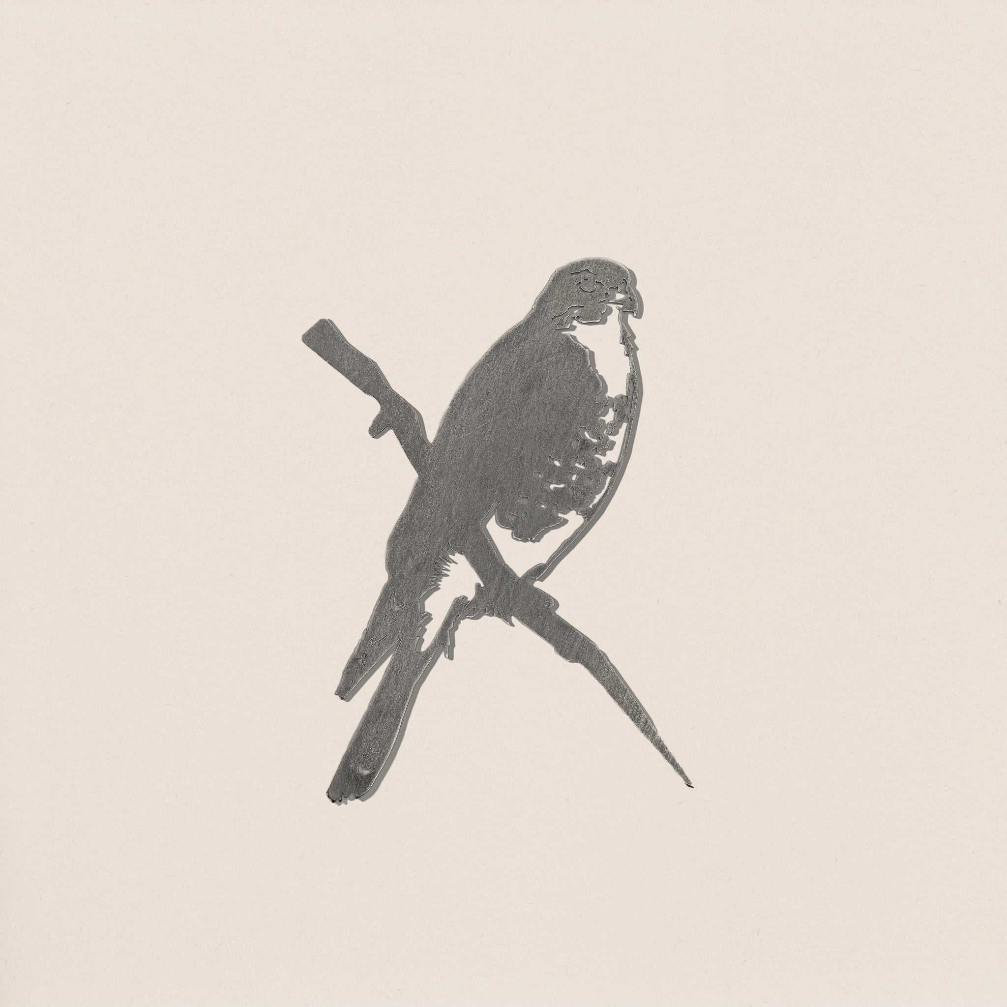 Peregrine Falcon