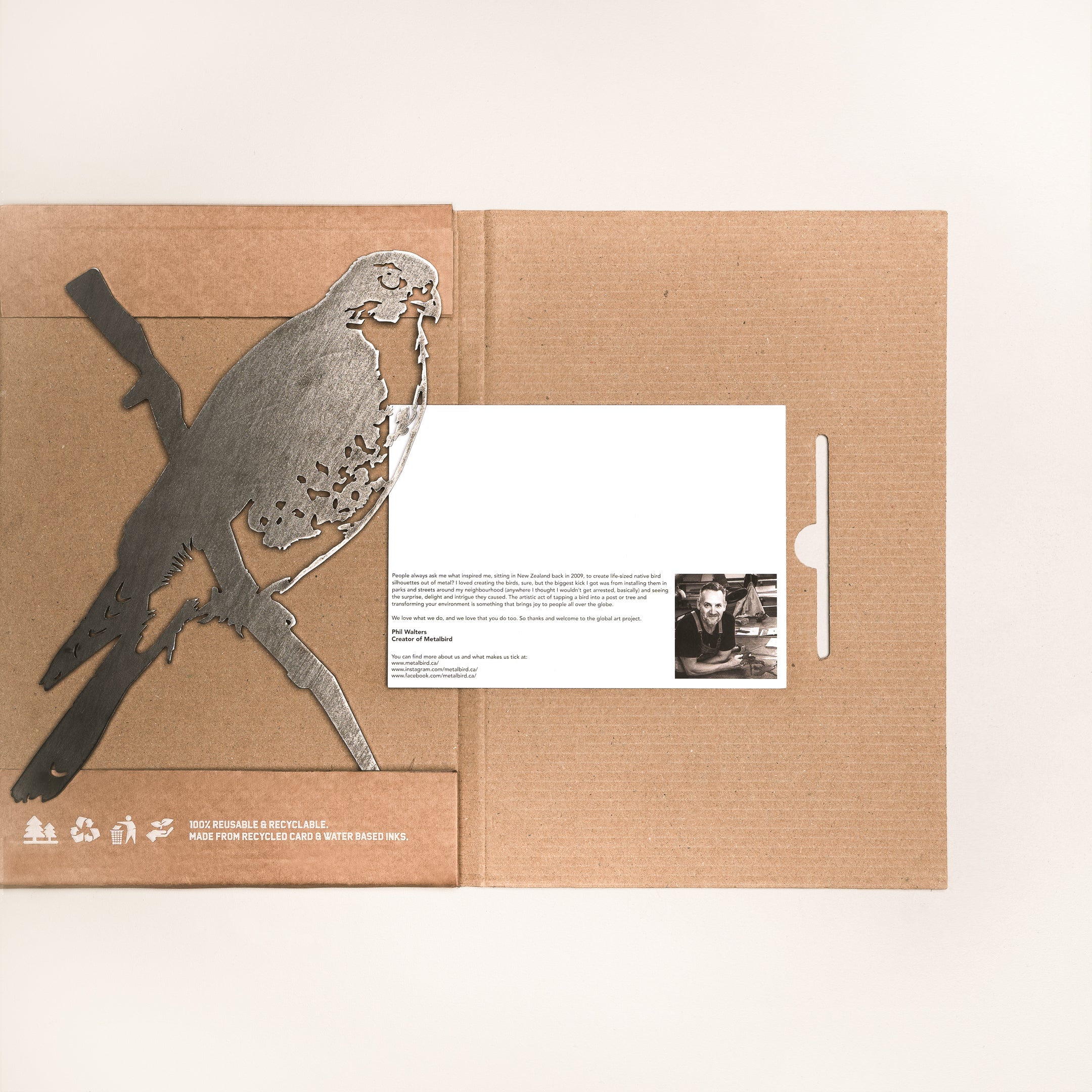 Peregrine Falcon