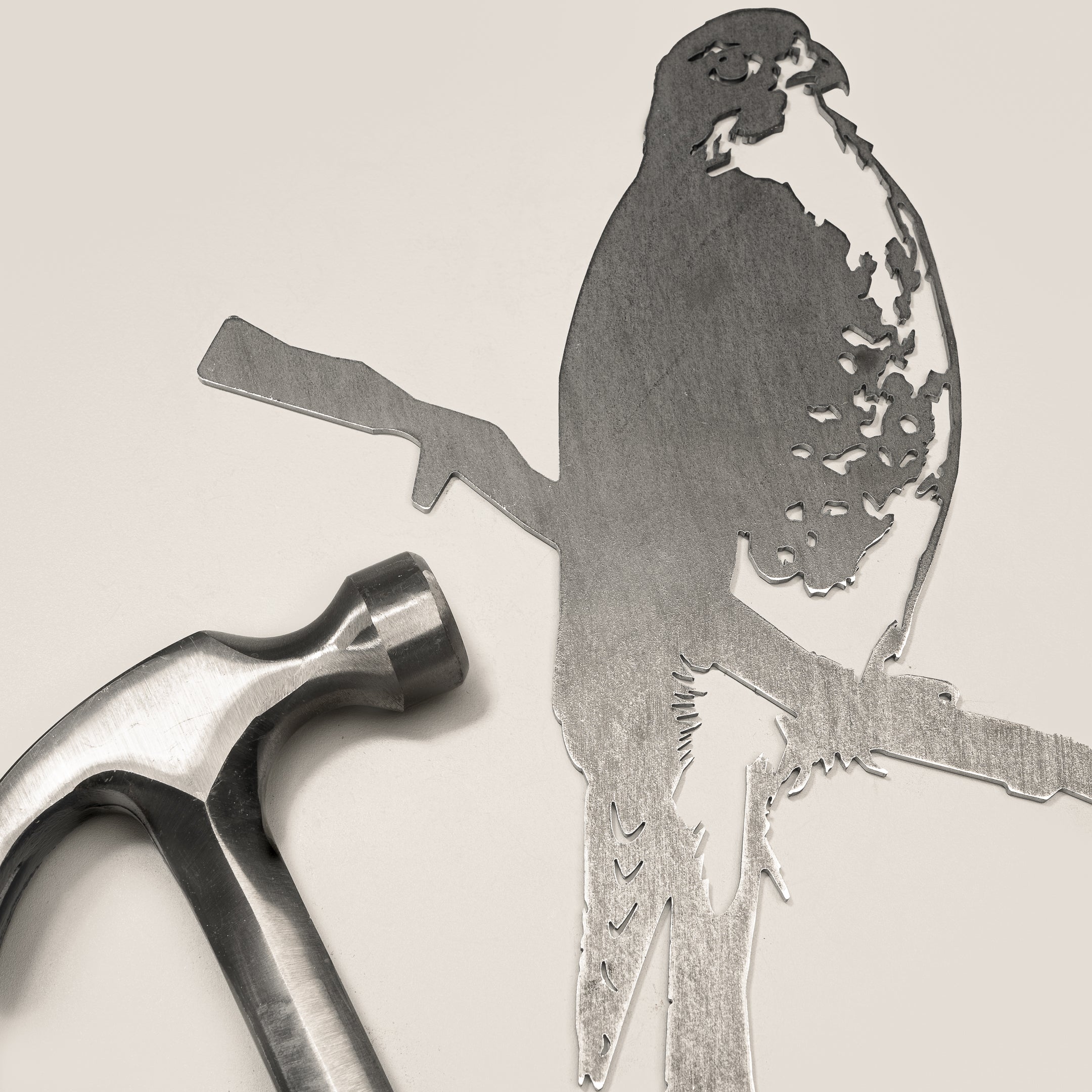 Peregrine Falcon