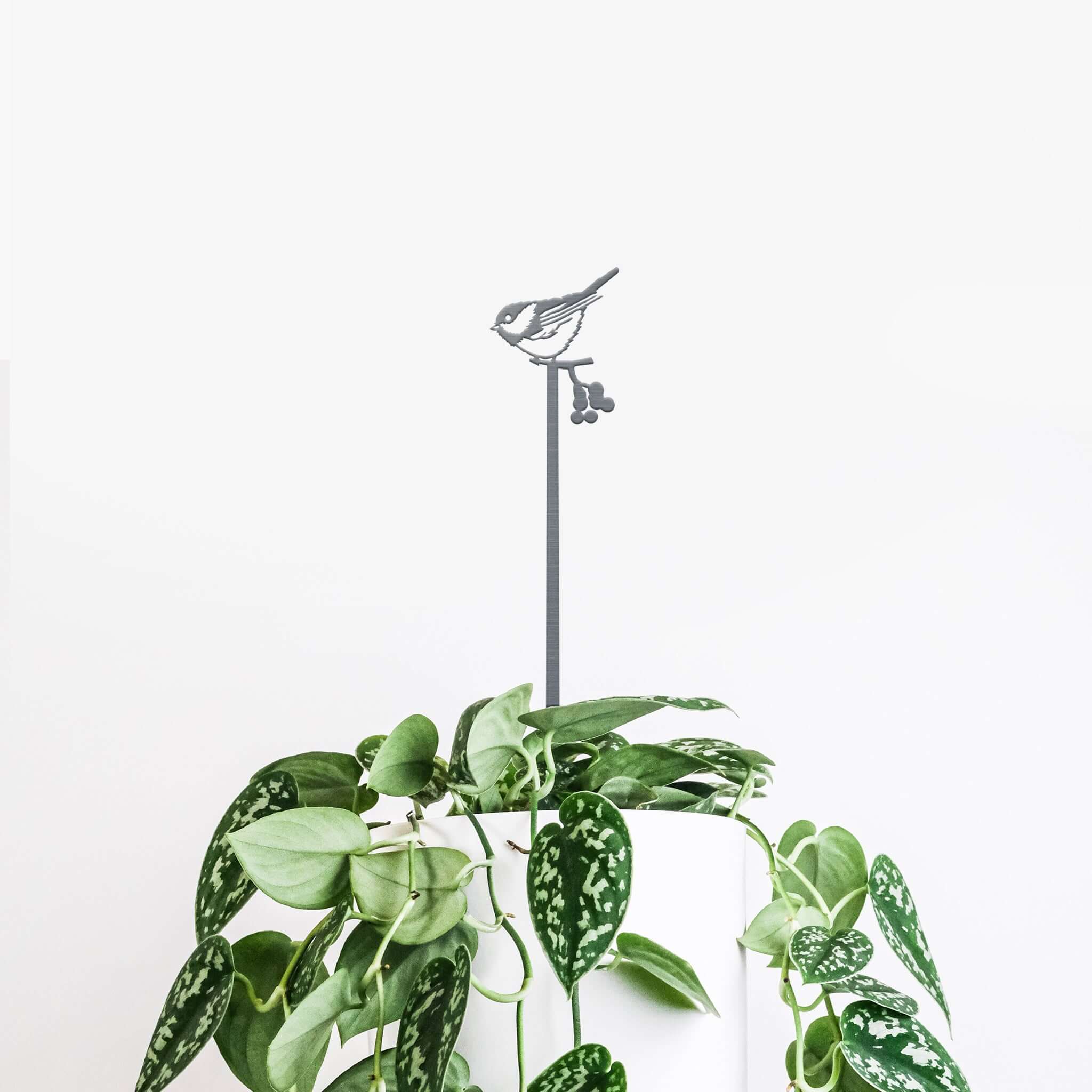 A potted green plant with heart-shaped, variegated leaves stands against a white background. Above it, the Chickadee Plant Stake - 25" adds a unique, premium touch—making this decor an ideal gift for any plant lover.