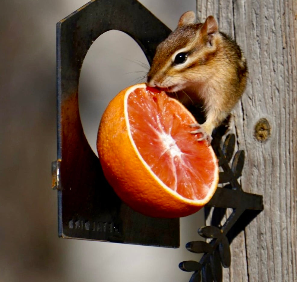 A chipmunk perches on a metal bracket, nibbling an orange half placed on the Bird Feeder's wooden post—a charming touch for your yard décor.