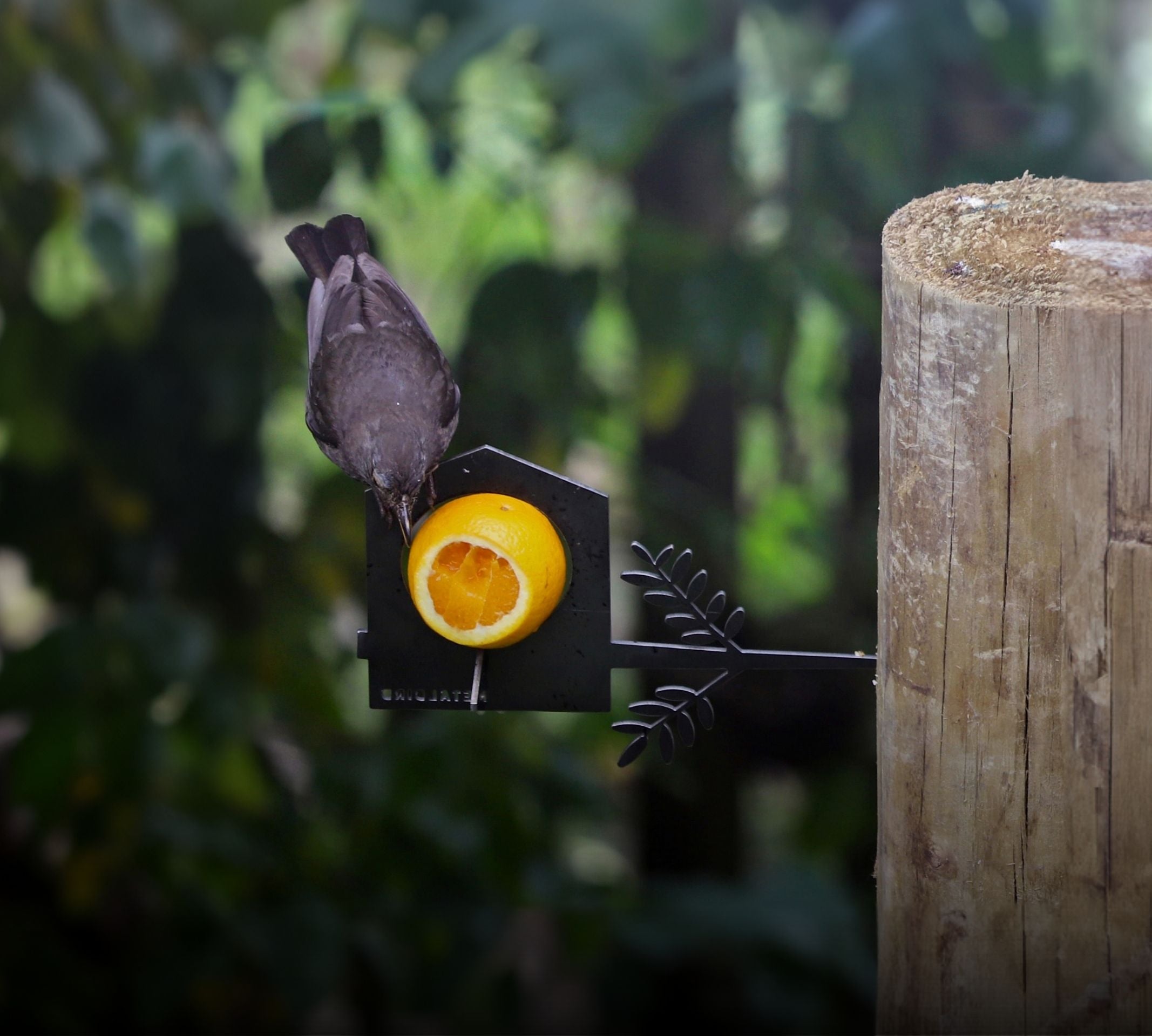 Feeders