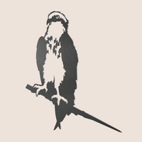 Minimal black and white cutout illustration of "Osprey," a striking bird of prey, perched on a branch with a pale background—ideal for bird conservation enthusiasts.