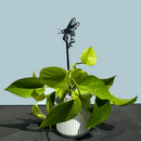 A green potted plant with heart-shaped leaves sits on a dark surface. A Honey Bee Single Plant Stake - 25" is placed among the leaves, against a plain light blue background.