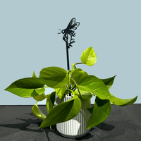 A green potted plant with heart-shaped leaves sits on a dark surface. A Honey Bee Single Plant Stake - 25" is placed among the leaves, against a plain light blue background.