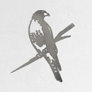 Red-Tailed Hawk - Second