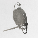 Bald Eagle - Second