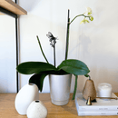 A Honey Bee Single Plant Stake - 25" adorns a white orchid in a ceramic pot on a wooden shelf, surrounded by vases, a candle, brass bell, pear-shaped ornament, and books—an elegant arrangement and perfect gift idea.