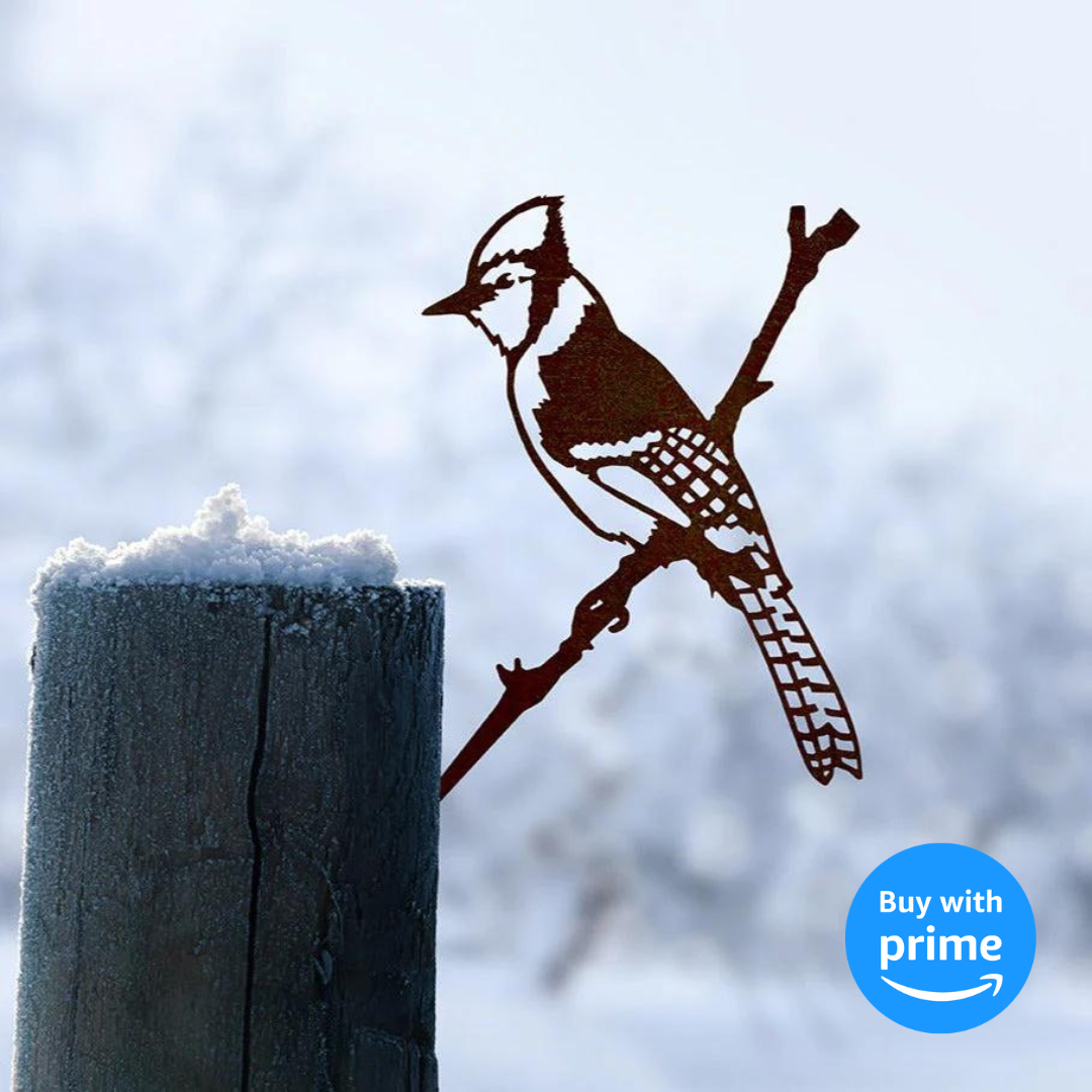 Blue Jay