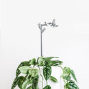A leafy green potted plant with heart-shaped, spotted leaves sits against a white background. The Metalbird Seconds Hummingbird Plant Stake (25") provides elegant support and adds charming garden decor to the scene.