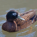 Laysan Duck