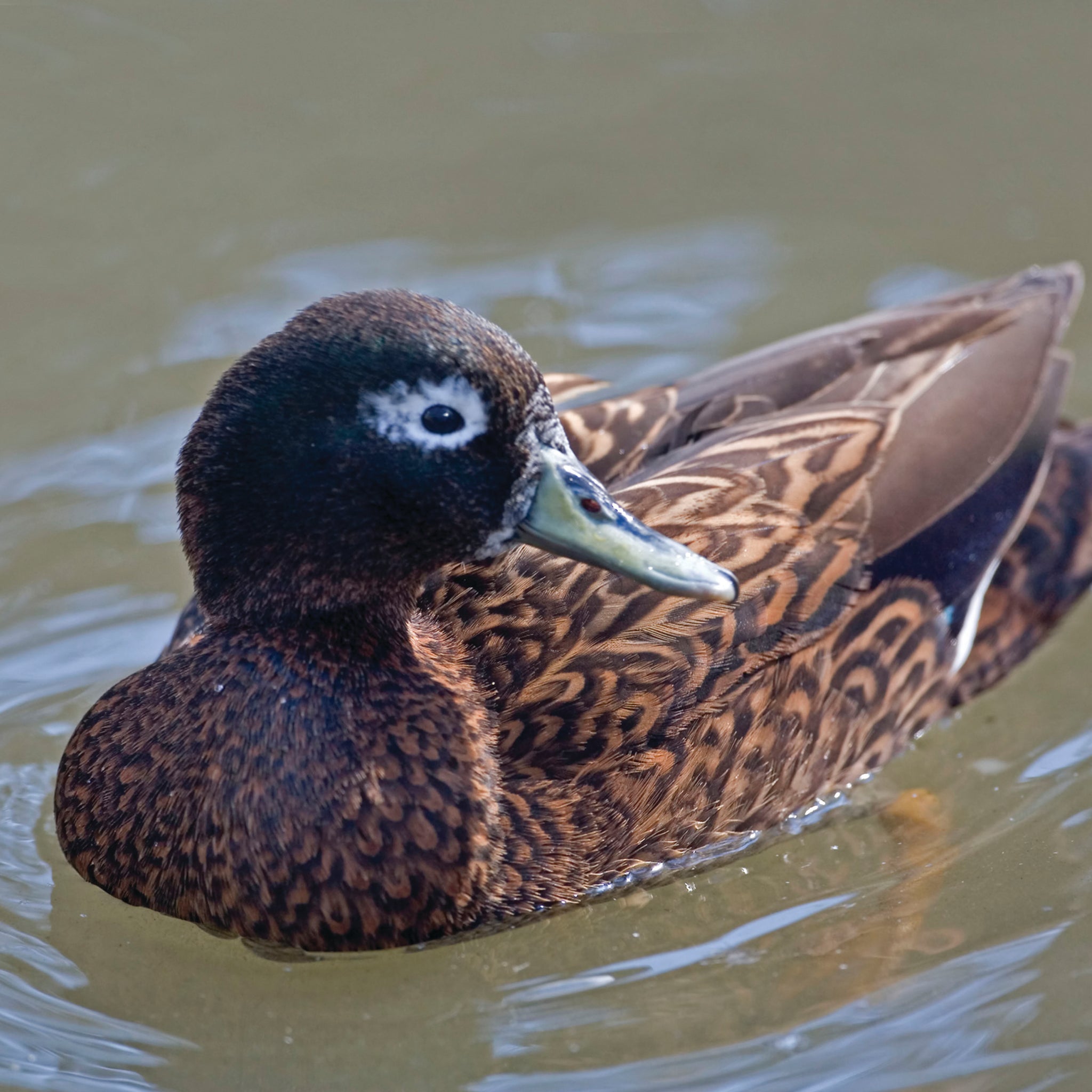 Laysan Duck