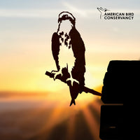 An Osprey silhouette perches on a branch against sunrise, sun rays and soft sky behind. The American Bird Conservancy logo is in the top right corner, spotlighting their bird conservation work.