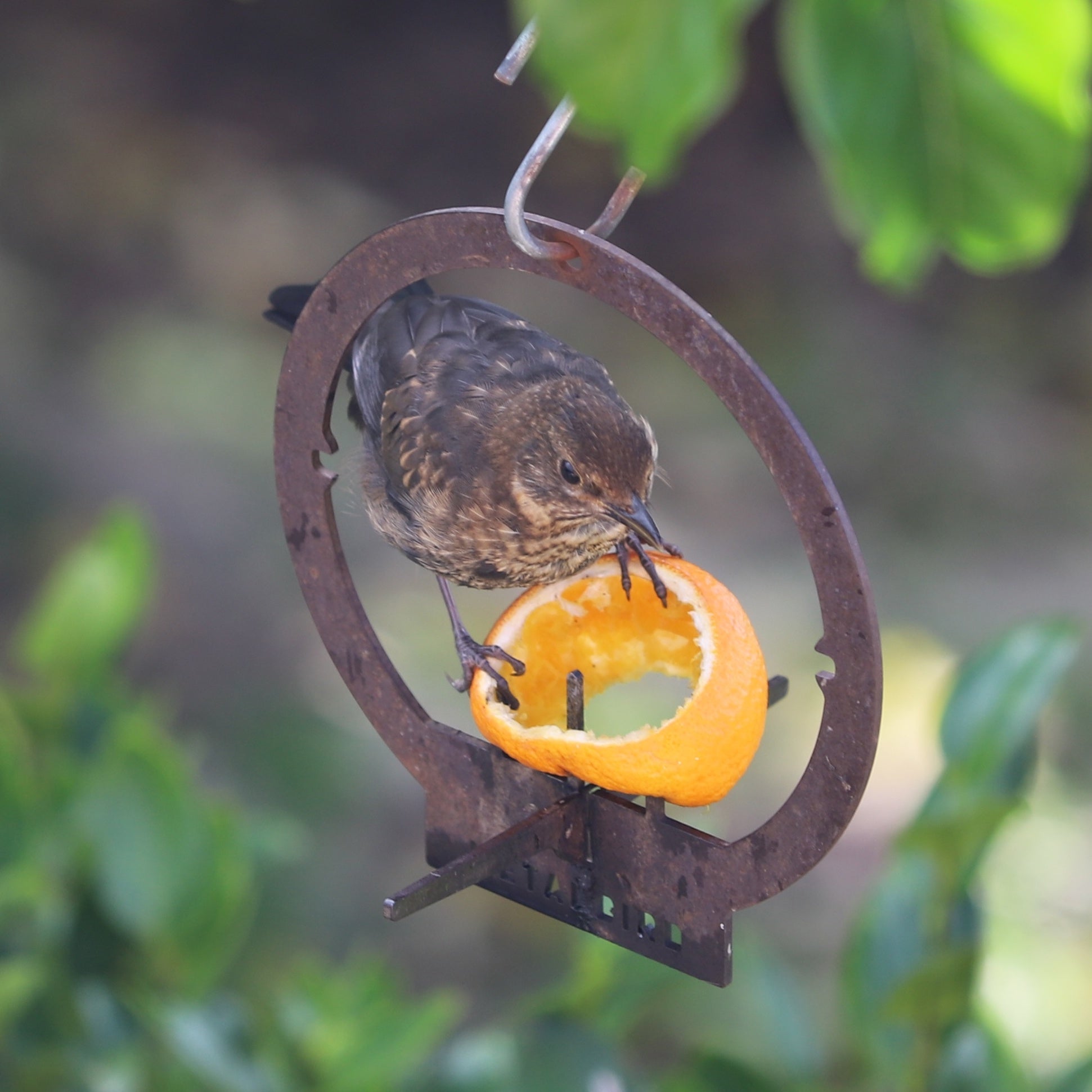 Hanging Bird Feeder