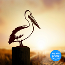 Pelican