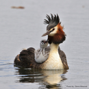 Pūteketeke / Crested Grebe