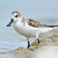 Spoon-Billed Sandpiper