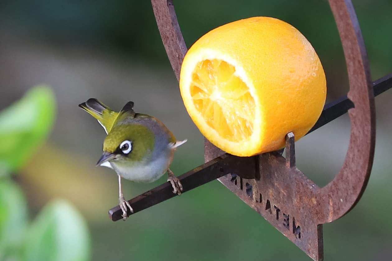 Hanging Bird Feeder