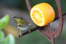 Hanging Bird Feeder