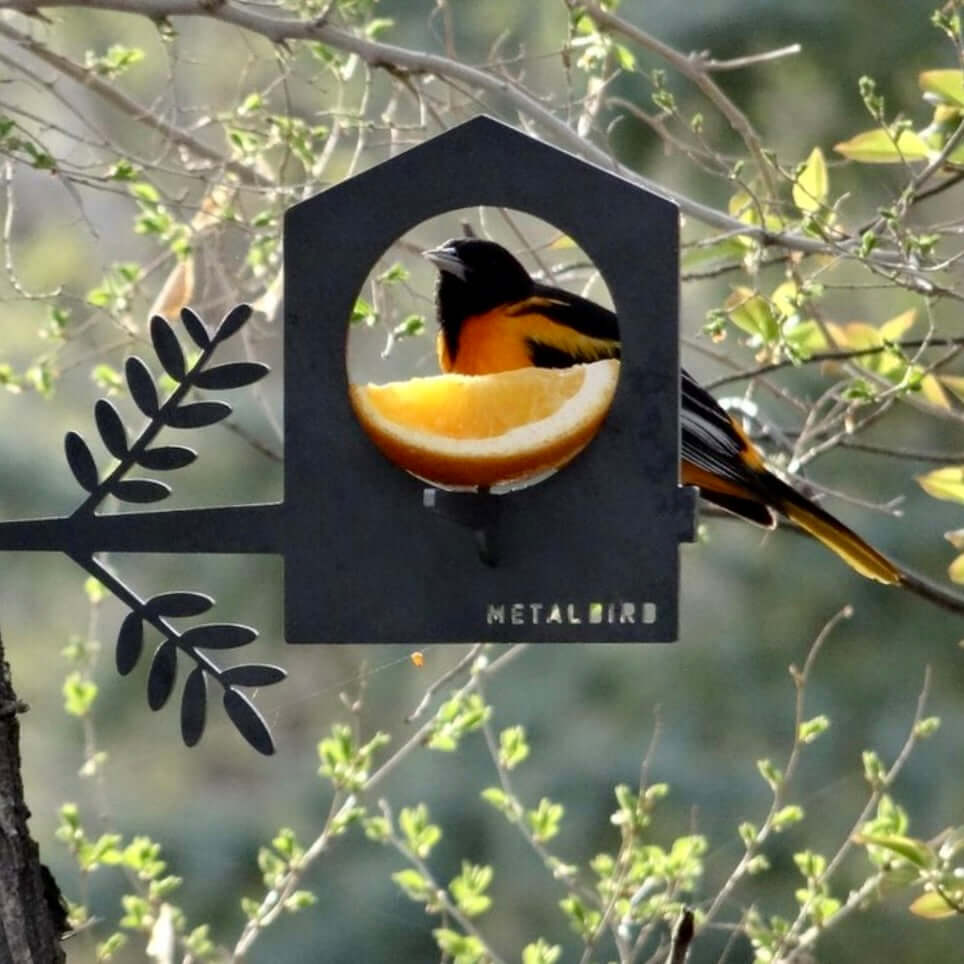Bird Feeder - Second