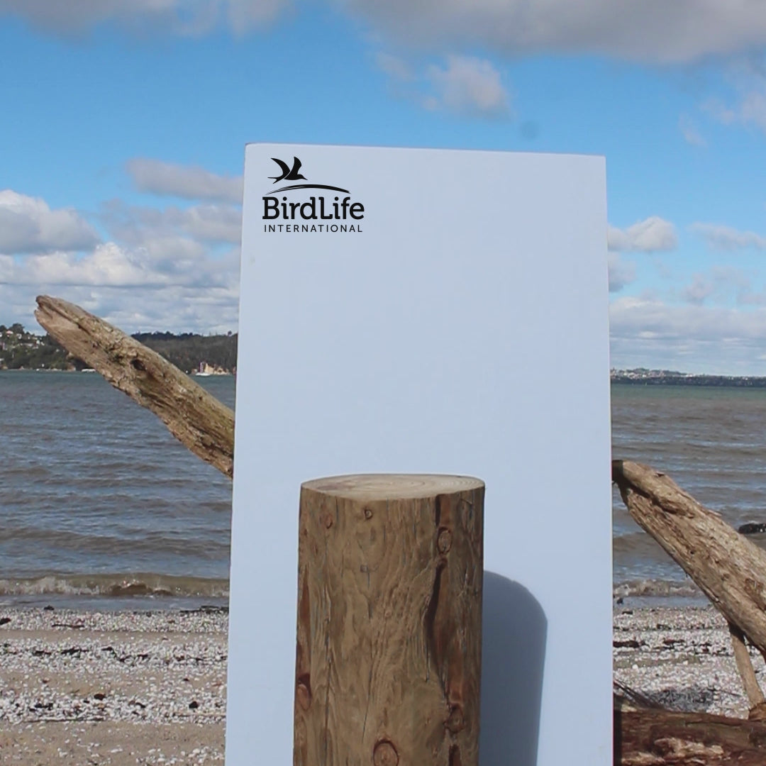 Spoon-Billed Sandpiper