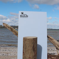 Spoon-Billed Sandpiper