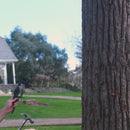 Woodpecker
