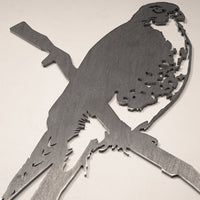 Peregrine Falcon