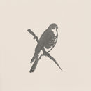 Peregrine Falcon