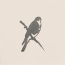Peregrine Falcon