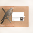 Peregrine Falcon