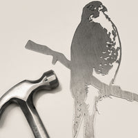 Peregrine Falcon