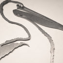 Pelican