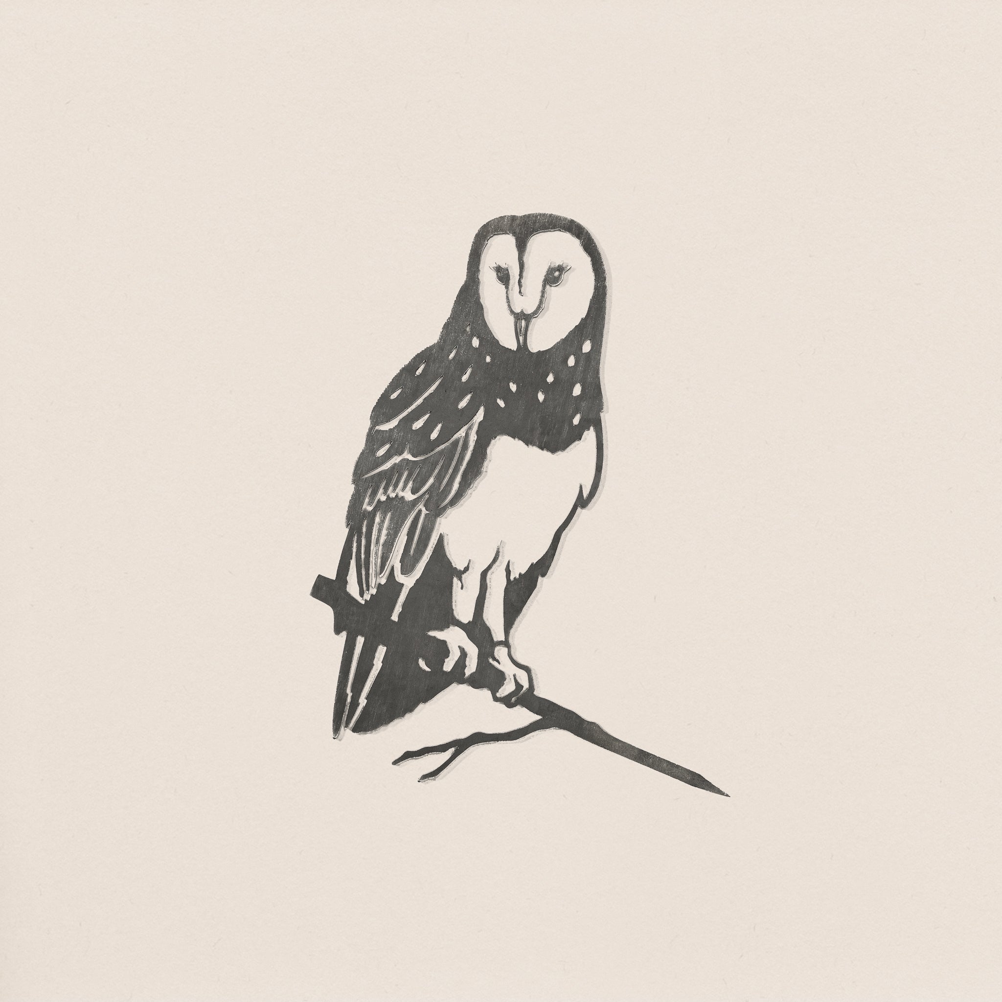 Barn Owl: A black and white ink illustration of a Barn Owl perched on a thin branch, facing forward with detailed wing and face markings, set against a plain light background.