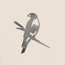 Red-Tailed Hawk