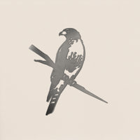 Red-Tailed Hawk