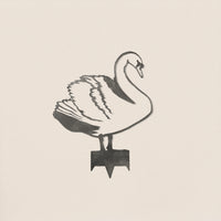 Swan