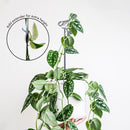 Pair of Plant Stakes