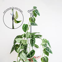Pair of Plant Stakes