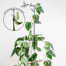 Pair of Plant Stakes