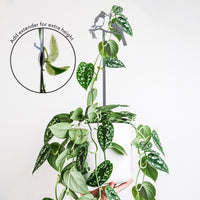 A hand holds a white hanging pot with a lush trailing plant. Inside the pot is the Kissing Cardinals Plant Stake - 25", a black Corten steel stake with cardinal silhouettes and an extender shown for added height.