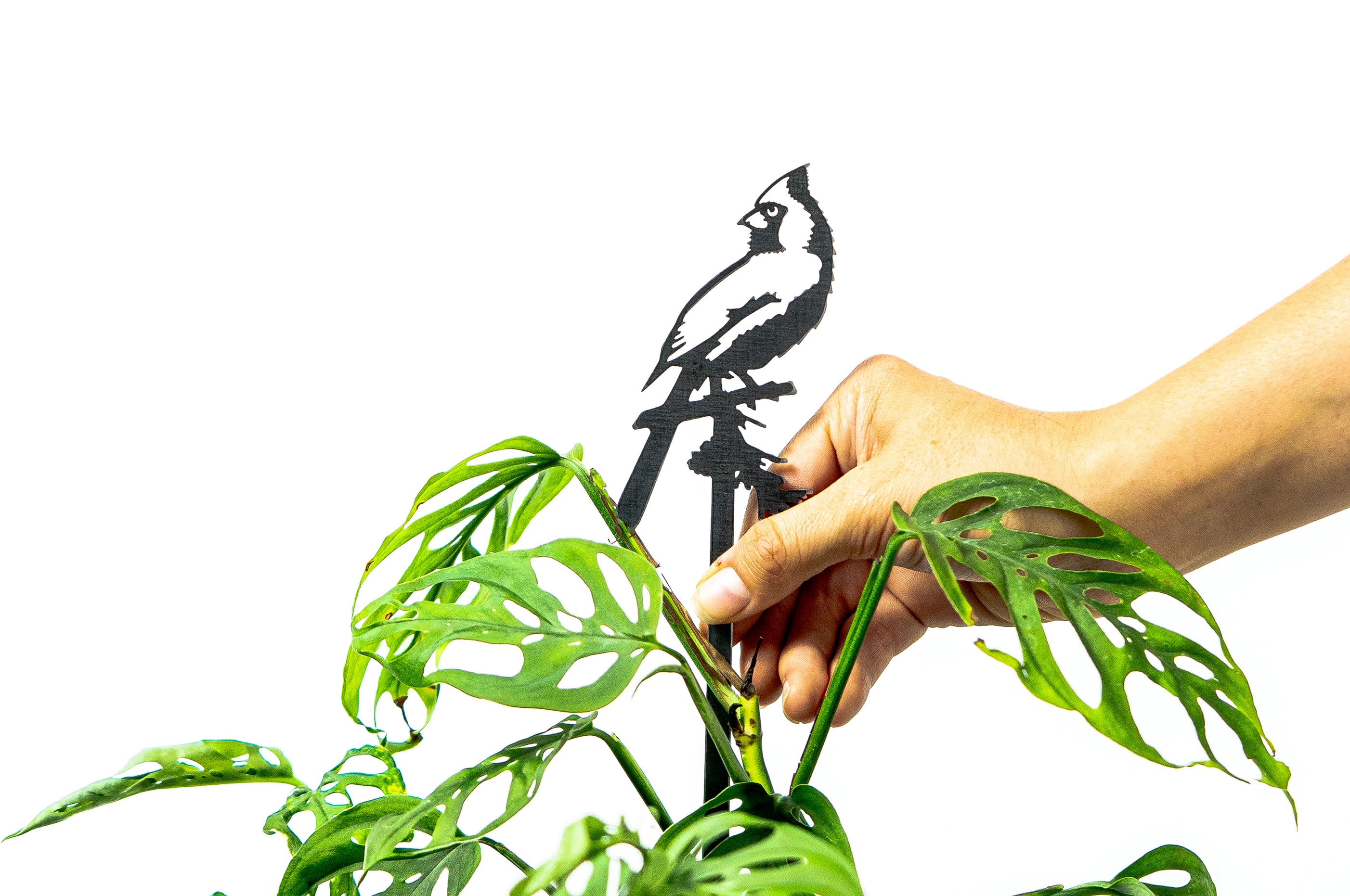 Cardinal Plant Stake - 40"