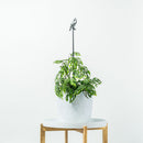 Cardinal Plant Stake - 40" - Metalbird USA