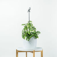 Cardinal Plant Stake - 40" - Metalbird USA