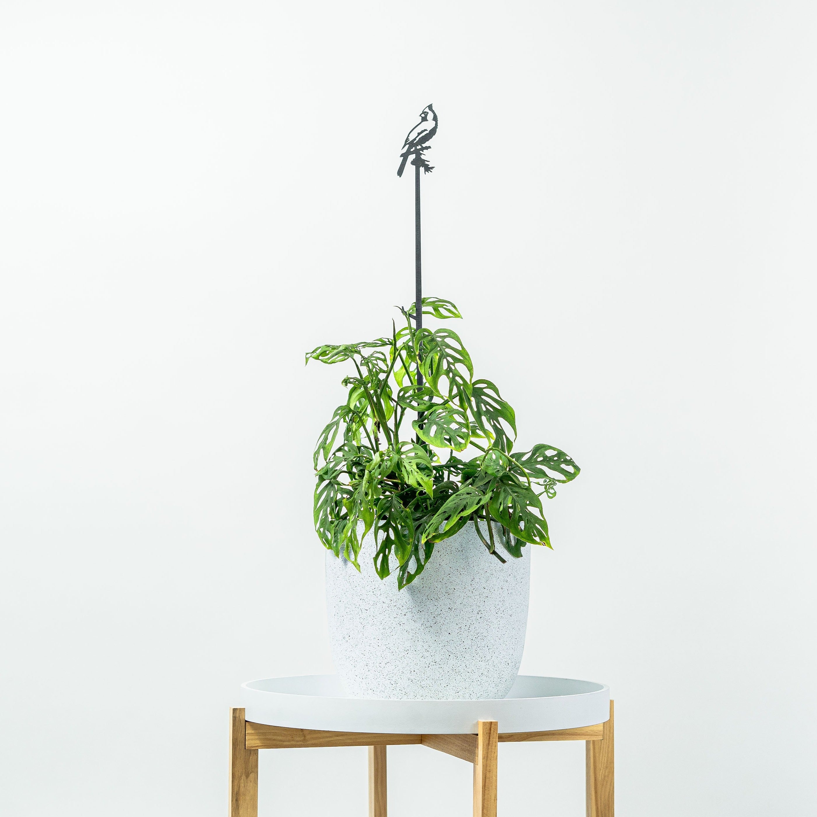 Cardinal Plant Stake - 40"