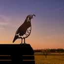 California Quail