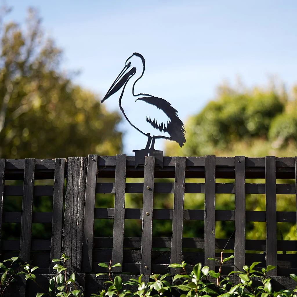 Pelican